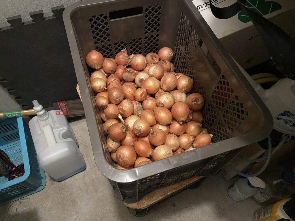 父親が玄関先に置いていった野菜のひとつ。 たくさんの玉ねぎをコンテナに入れて保存。しっかり乾燥していて、料理の下ごしらえに重宝しそう。