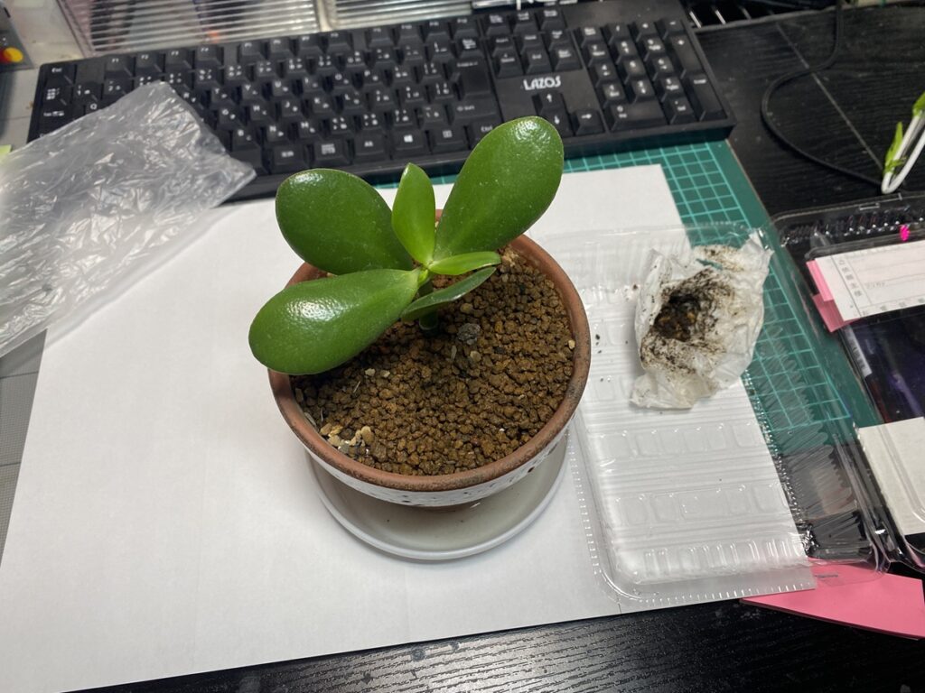 鉢に植え替えた金のなる木。小さな素焼き鉢に多肉用の茶色い用土、受け皿