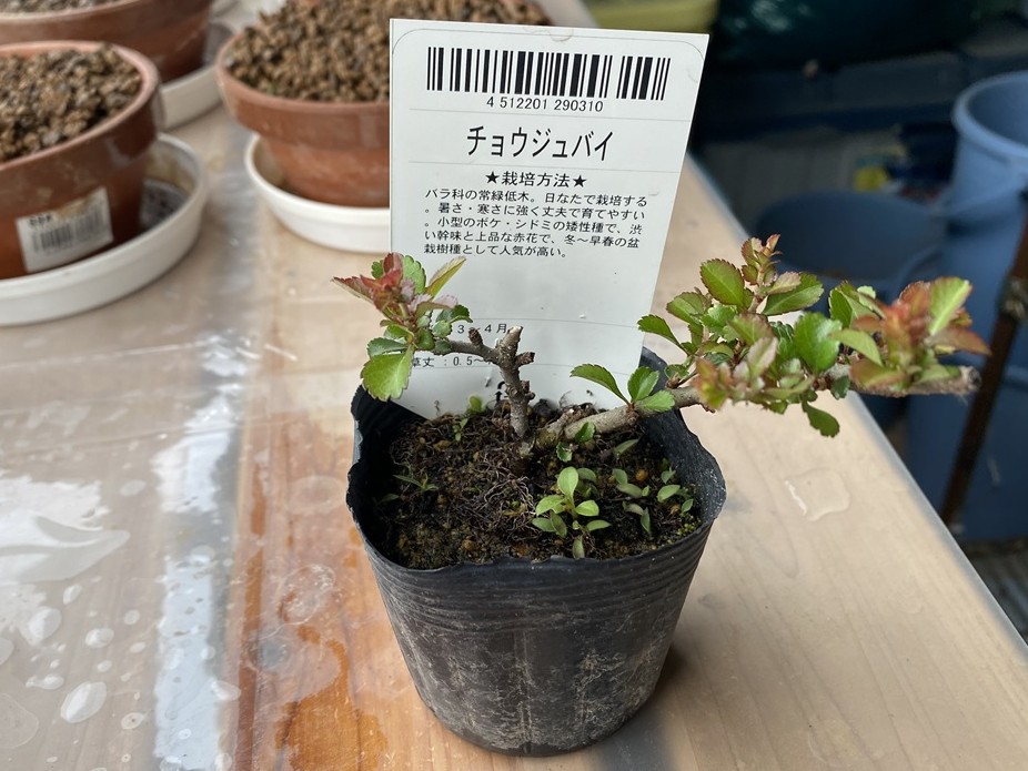 長寿梅