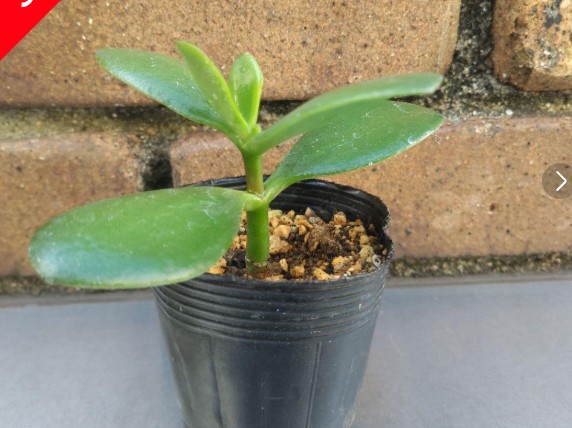 「小さな黒いポットに植えられた金の生る木の若い苗。肉厚の葉が艶やかに光り、レンガの壁の前に置かれている。」