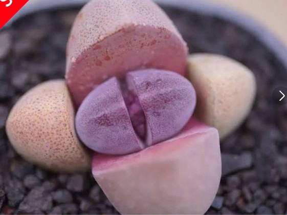 「紫色のリトープスが中央で割れ目から新芽をのぞかせている接写写真。独特の質感とグラデーションが美しい。」