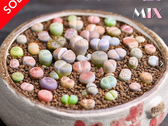 鉢に植えられた多肉植物リトープスのカラフルな群生。丸くぷっくりした葉がピンクや緑、紫色に彩られている。