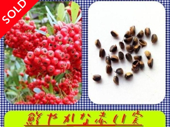 「赤い実をたくさんつけたピラカンサスの枝と、横に並べられた茶色い種子。鮮やかな赤い実と黒い種のコントラストが印象的。