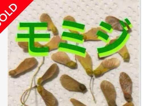 翼のついたイロハモミジの種が白い紙の上に並べられている。プロペラのような形が特徴的。