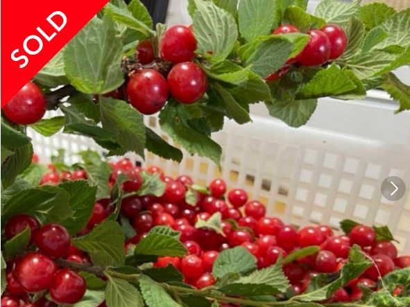 真っ赤に熟したユスラウメの実が枝にたわわに実っている。かごの中にも収穫された赤い実がたくさん見える。