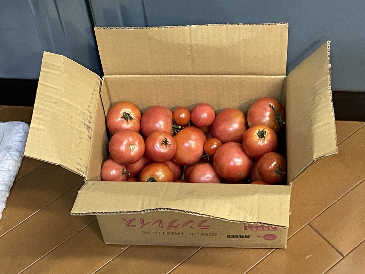 父親が家庭菜園で育てた完熟トマトが段ボールいっぱいに詰められている写真。